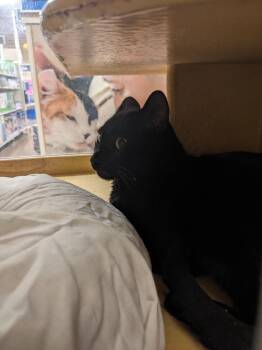 Domestic Short Hair Cats Available for Adoption - Flow | PetCurious