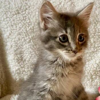 Kokua -  Domestic Medium Hair Cat for Adoption in Prescott, Arizona - Kokua | PetCurious