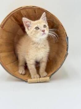 Stink -  Domestic Short Hair Cat for Adoption in Bowling Green, Kentucky - Stink | PetCurious