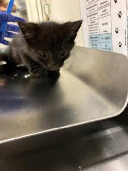 WHO -  Domestic Short Hair Cat for Adoption in Long Beach, California - WHO | PetCurious