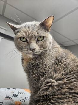 Stella (fka Tootie) -  Domestic Short Hair Cat for Adoption in Greensboro, North Carolina - Stella (fka Tootie) | PetCurious