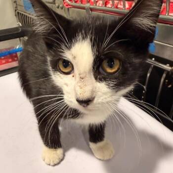Tike -  Domestic Short Hair Cat for Adoption in Tampa, Florida - Tike | PetCurious