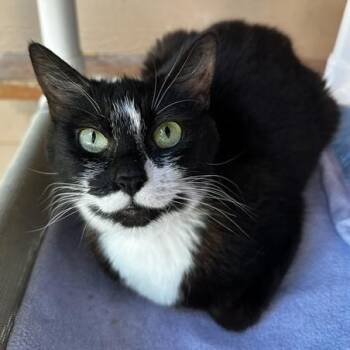 Maddy - Quiet and Social -  Tuxedo Cat for Adoption in Hoquiam, Washington - Maddy - Quiet And Social | PetCurious