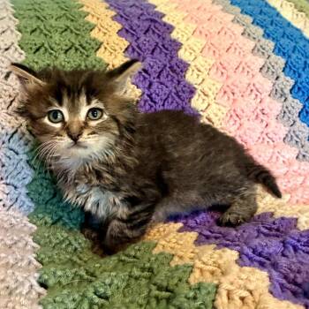 Scooby Doo -  Domestic Long Hair Cat Available for Adoption in Mt. Juliet, Tennessee - Scooby Doo | PetCurious