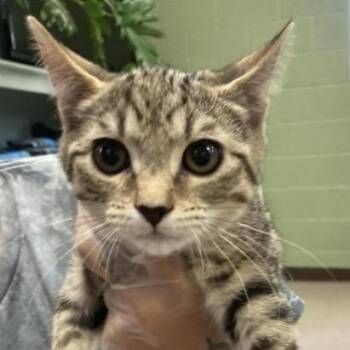 Minorca -  Domestic Short Hair Cat for Adoption in New York, New York - Minorca | PetCurious