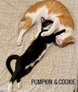 Cookie -  Domestic Short Hair Cat for Adoption in Tampa, Florida - Cookie | PetCurious