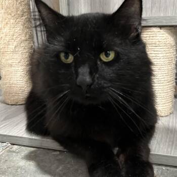 Rescue Domestic Long Hair Cats for Adoption in North Huntingdon, Pennsylvania - Sherman | PetCurious