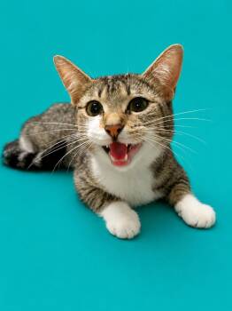 Luna -  Domestic Short Hair Cat for Adoption in Detroit, Michigan - Luna | PetCurious