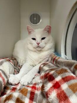 Domestic Short Hair Cats Available for Adoption in Johnson City, Tennessee - Sweet Sweet (Cora) | PetCurious