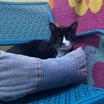 Timber -  Domestic Short Hair Cat for Adoption in Springfield, Missouri - Timber | PetCurious