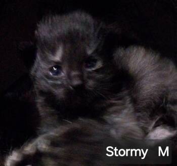 Stormy Ray -  Domestic Short Hair Cat for Adoption in San Jacinto, California - Stormy Ray | PetCurious