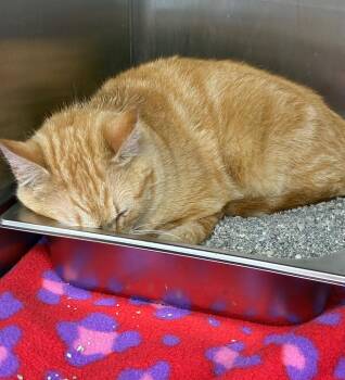 Domestic Short Hair Cats Available for Adoption in Hartsville, South Carolina - Ragu | PetCurious