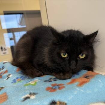 Domestic Long Hair Cats Available for Adoption in Beaumont, Texas - Gizmo | PetCurious