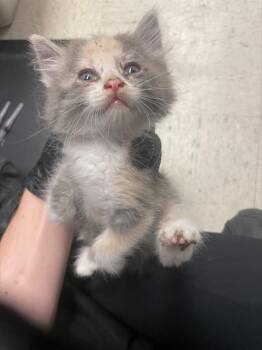 A378531 -  Domestic Long Hair Cat for Adoption in Stockton, California - A378531 | PetCurious