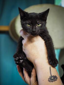 Rescue Domestic Short Hair Cats for Adoption in Cosby, Tennessee - Eclipse | PetCurious