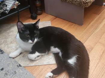 Besty -  Tuxedo Cat for Adoption in Wyandotte, Michigan - Besty | PetCurious