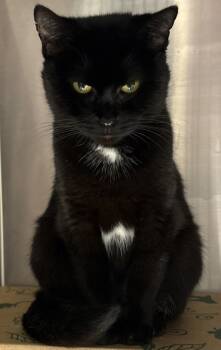 Rescue Domestic Short Hair Cats for Adoption in West Chester, Pennsylvania - Grizabella | PetCurious