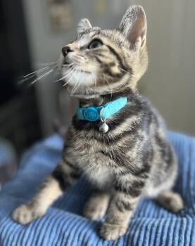 BANYAN -  Tabby and Domestic Short Hair Cat for Adoption in Minesing, Ontario - BANYAN | PetCurious