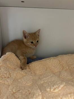 Romano -  Domestic Short Hair Cat for Adoption in Chattanooga, Tennessee - Romano | PetCurious
