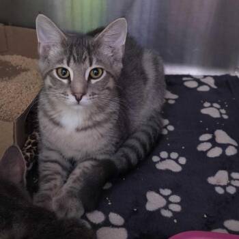 Wayzz -  Domestic Short Hair Cat for Adoption in Davenport, Iowa - Wayzz | PetCurious