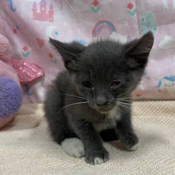 A613963 -  Domestic Short Hair Cat for Adoption in Modesto, California - A613963 | PetCurious