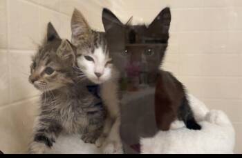 Rescue Domestic Short Hair Cats for Adoption in Oceanside, California - Kimmy | PetCurious