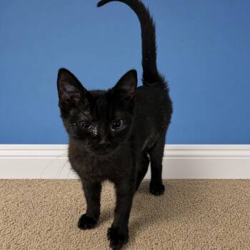 Hershey -  Domestic Short Hair Cat for Adoption in Pilot Point, Texas - Hershey | PetCurious