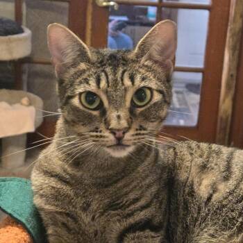 Domestic Short Hair Cats Available for Adoption in Boston, Massachusetts - Anabelle | PetCurious