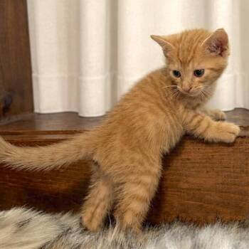 Queso Chip -  Tabby and Domestic Short Hair Cat for Adoption in Friendswood, Texas - Queso Chip | PetCurious