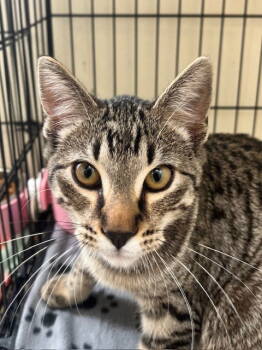 Rescue Domestic Short Hair Cats for Adoption in Webster, Wisconsin - Jigsaw | PetCurious
