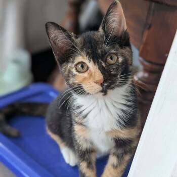 Rescue Domestic Short Hair Cats for Adoption in Forest, Virginia - *Zezi | PetCurious