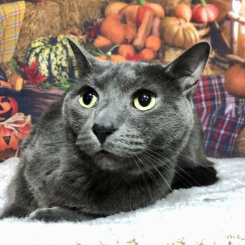 Rescue Domestic Short Hair Cats for Adoption in Greensburg, Pennsylvania - Echo | PetCurious