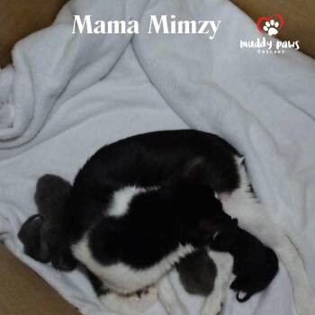 Domestic Short Hair Cats Available for Adoption in Council Bluffs, Iowa - Mama Mimzy