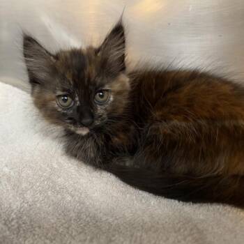Domestic Short Hair Cats Available for Adoption in Ojai, California - Toyota Corolla | PetCurious
