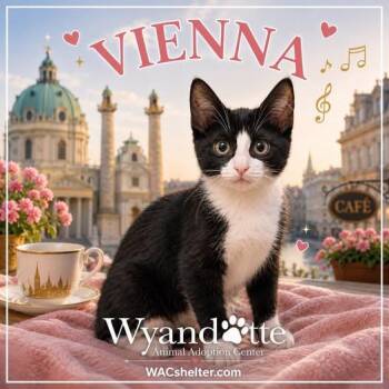 VIENNA -  Domestic Short Hair Cat for Adoption in Wyandotte, Michigan - VIENNA | PetCurious