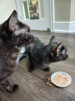 Jazzy II -  Domestic Short Hair Cat for Adoption in Markham, Ontario - Jazzy II | PetCurious