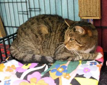 Leonard -  Domestic Short Hair Cat for Adoption in Mansfield, Massachusetts - Leonard | PetCurious