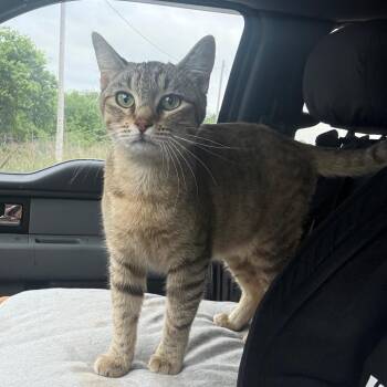 Domestic Short Hair Cats Available for Adoption in Pauls Valley, Oklahoma - Pheramone | PetCurious