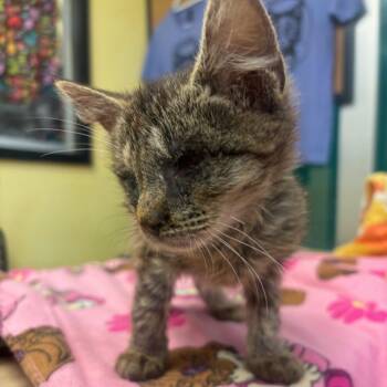 Rescue Domestic Short Hair Cats for Adoption in Hudson, New York - Glenda | PetCurious