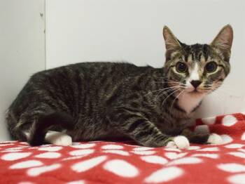 MANDY -  Domestic Short Hair Cat for Adoption in Sacramento, California - MANDY | PetCurious