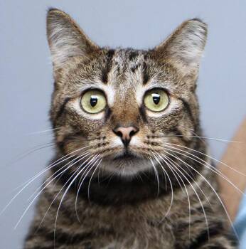 Mouse (AO37472) -  Domestic Short Hair Cat for Adoption in Kansas City, Kansas - Mouse (AO37472) | PetCurious
