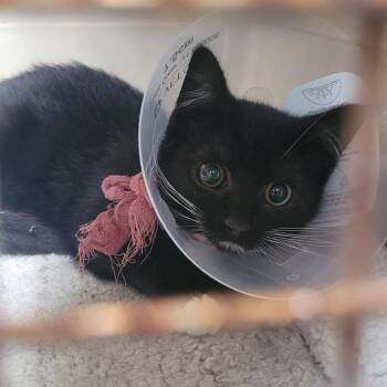 Dex -  Domestic Short Hair Cat for Adoption in Coos Bay, Oregon - Dex | PetCurious