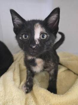 Princess Peach -  Domestic Short Hair Cat for Adoption in Savannah, Georgia - Princess Peach | PetCurious