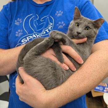 Rescue Domestic Short Hair Cats for Adoption in Hainesville, Illinois - Tippy | PetCurious