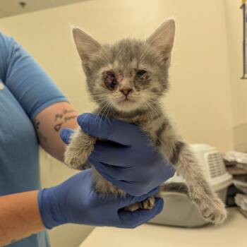 Raven -  Domestic Medium Hair Cat for Adoption in Lynchburg, Virginia - Raven | PetCurious