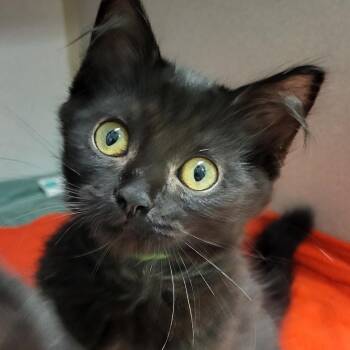 Peter Brady -  Domestic Short Hair Cat for Adoption in Grayslake, Illinois - Peter Brady | PetCurious