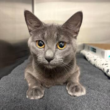 26-342 Merryweather -  Domestic Short Hair Cat for Adoption in North Branford, Connecticut - 26-342 Merryweather | PetCurious
