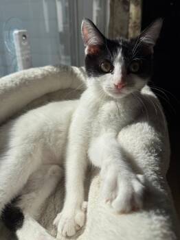 Rescue Domestic Short Hair Cats for Adoption in Wautoma, Wisconsin - Chickadee | PetCurious