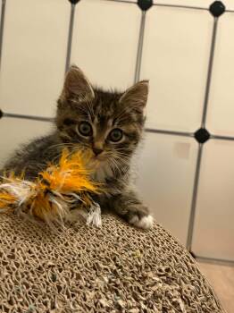 Domestic Short Hair Cats Available for Adoption - Mojo | PetCurious
