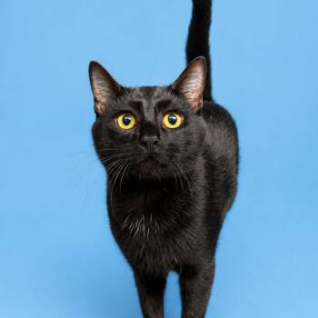 Domestic Short Hair Cats Available for Adoption in Concord, North Carolina - River | PetCurious